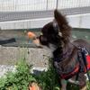 くかえ