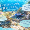 かりんの部屋