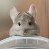 chilladegu