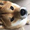 ちゃんてむ