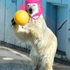 しろくまみ