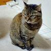 chachaまる