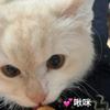 芽衣决明子
