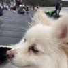 よぴなら