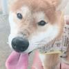 まいっちんぐ