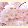 山谷さくら