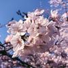 hasumasa