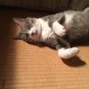 速水悠【スタートアップ特別値引期間】