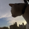 しほら。