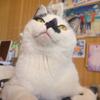こいけもうこ
