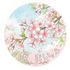 桜　まい