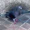 天音君