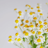 flower_1739a