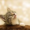 ねこ丸たろう