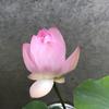 引地陽子