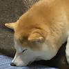 よもぎぱん