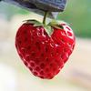 strawberry  時間指定無し