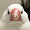 鳥飼　