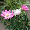 白いるかのお花