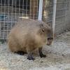 たちさん