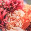 芭琉✱halu