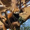 pandakoyu