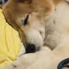 とっぱー