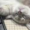答えが出ない時に話せる人｜マリエ