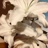 apple lily