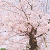 きこりん。