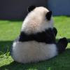 Pandademofumofu