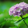 hydrangeas_tk