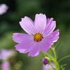 上白石莉桜