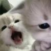 おいしいりんごあめ