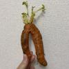 お料理教室アドスマイル  nagiko