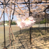 猫マカロン｡❀