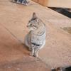 ねこねこ先生。