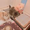 るるるんた