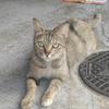 猫の為なら