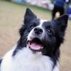 vega_dog