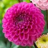 Oz Dahlia