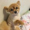 ピースの部屋