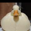おどるだめにんげん