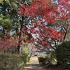 ＭOMIJI
