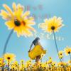 IamFlower