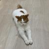 現役看護師❀mitu❀