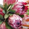 PAEONIA　design