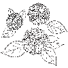 紫月花しづき