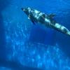 SEAwater