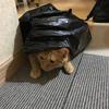 Kuina917